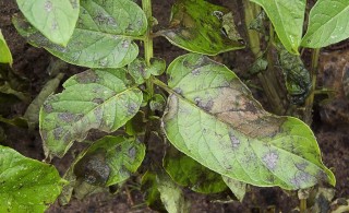 Phytophthora on potatoes
