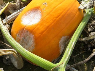 Phytophthora on pumpkin