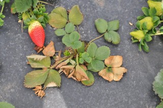 Garden strawberry bush affected by phytophthora