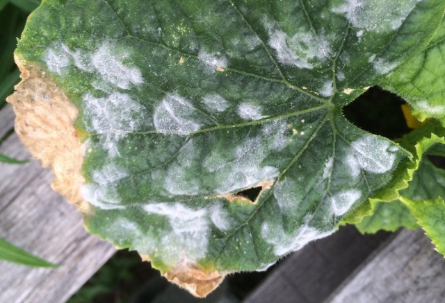 Powdery mildew on a cucumber leaf