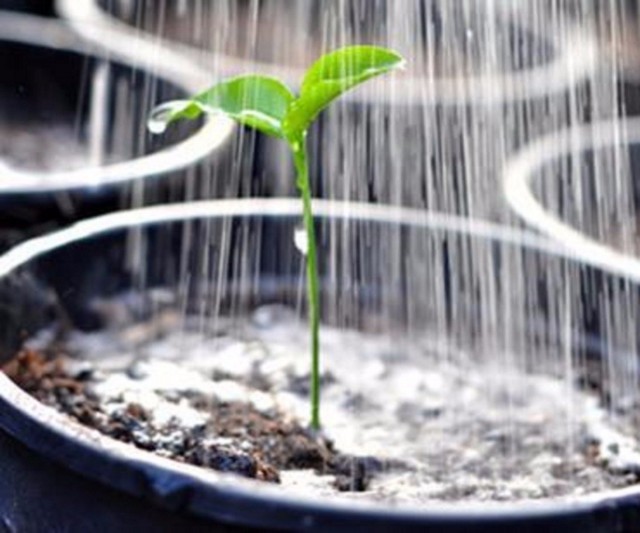 Watering seedlings is an important element of care