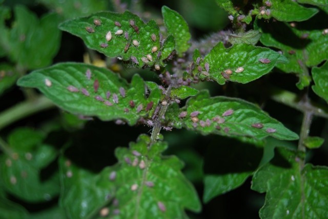 Aphids on the leaves of tomato seedlings