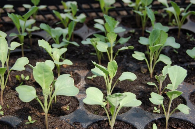 Seedling cabbage