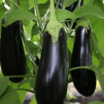 Eggplant variety Prince