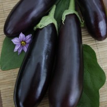 Eggplant hybrid Galina F1