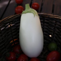 Eggplant variety White night