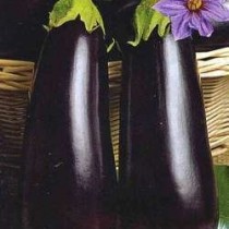 Eggplant hybrid Bernard F1