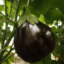 Eggplant hybrid Black Moon F1