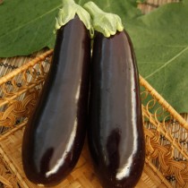 Eggplant variety Maria