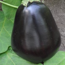 Eggplant variety Black handsome