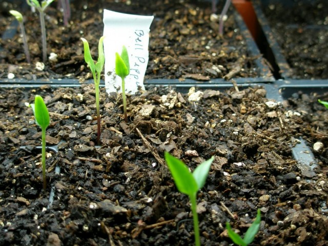 Germinación desigual de semillas sembradas para plántulas.