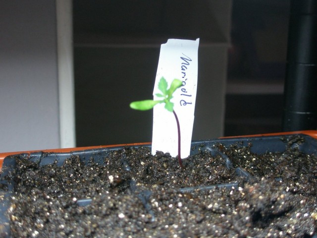 Las semillas sembradas para plántulas no germinan.