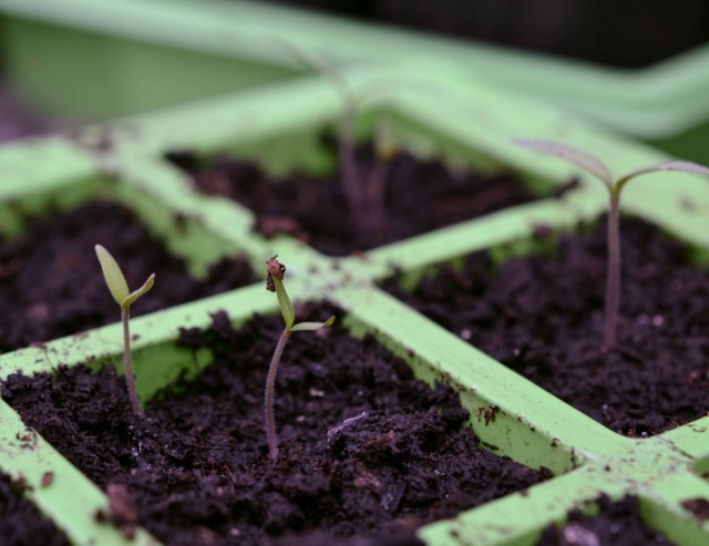 Seedlings suna taurare kashe riga 2-4 kwanaki bayan germination.