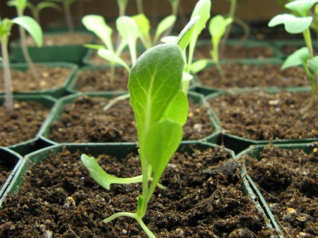 Seedling of seedlings