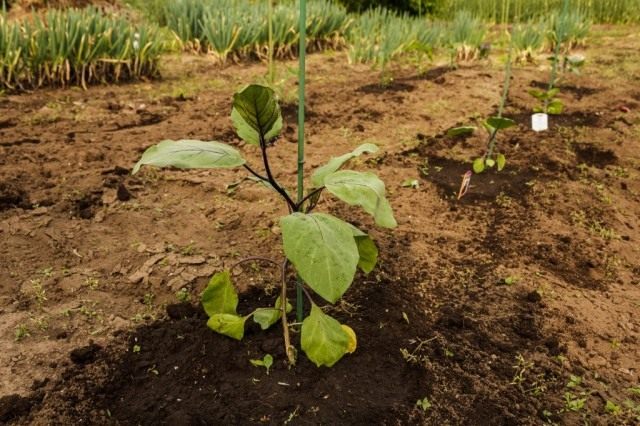 The soil for planting eggplants in open ground is prepared in the fall.