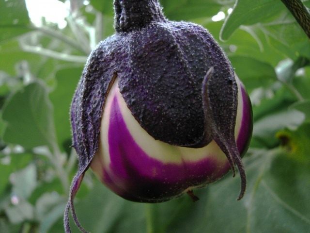 Timely protection of eggplant plants from diseases and pests is the key to a good harvest