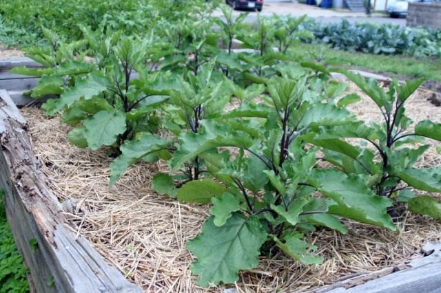 When planting eggplants in open ground, protect the beds from pests