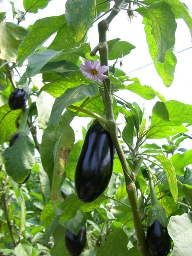 Berinjela (Solanum melongena)