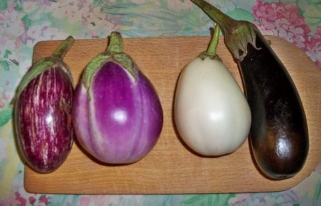 Eggplant (Solanum melongena)