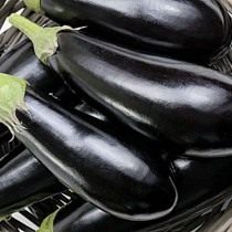 Eggplant "Bagheera"