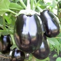 Eggplant "Black Beauty"