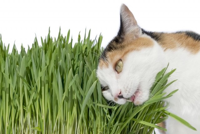 Pucuk muda oat, yang kucing suka makan, adalah pencegahan terbaik untuk memakan tumbuhan berbahaya.