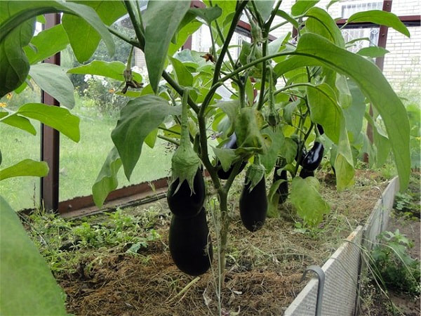 Optimal conditions must be created for greenhouse eggplants