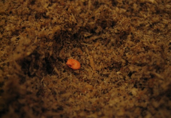 Semer des graines d'aubergines dans le sol