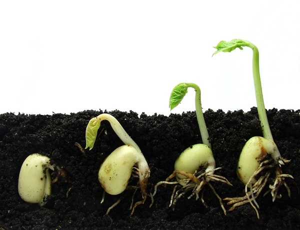 O processo de germinação de sementes de berinjela