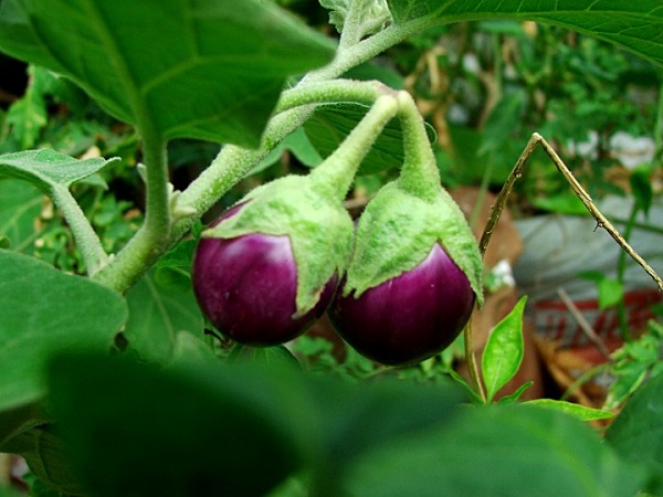 Récolte d'aubergines dans le jardin
