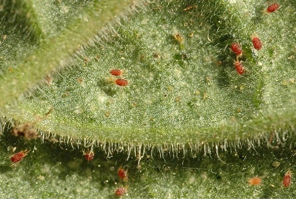 Leaf dotted with spider mites