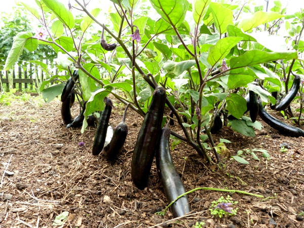 Gezonde aubergineoogst in de tuin