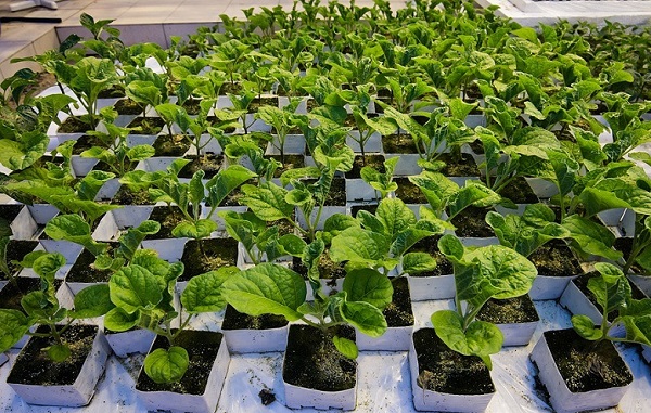 Eggplant seedlings in pots