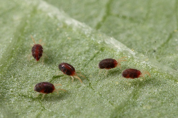 Ticks on an eggplant leaf