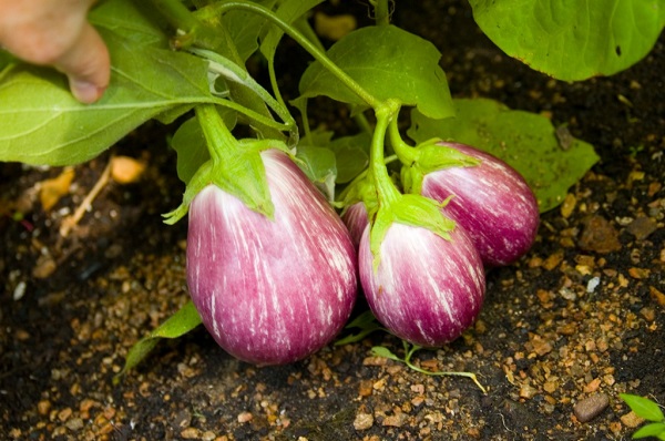 Harvest of lilac eggplants on the plot