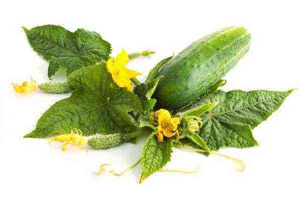 25 earliest varieties of cucumbers