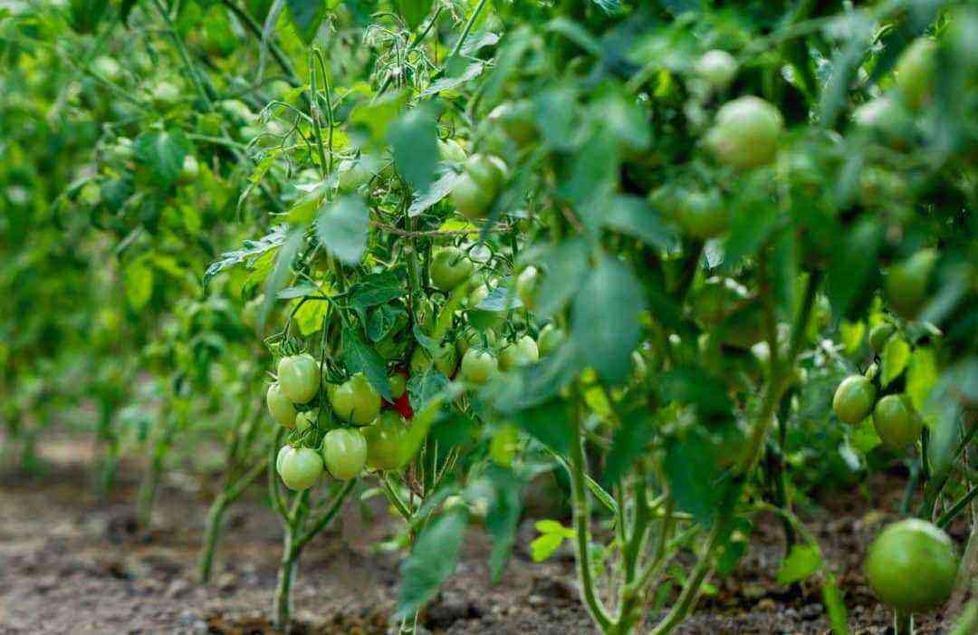 Plants with still green tomatoes