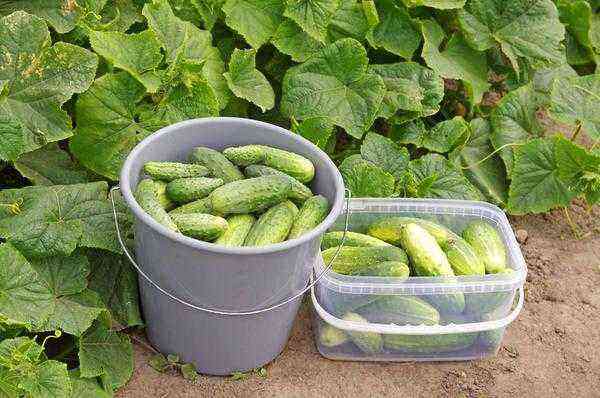 Harvest varieties of cucumbers are always popular