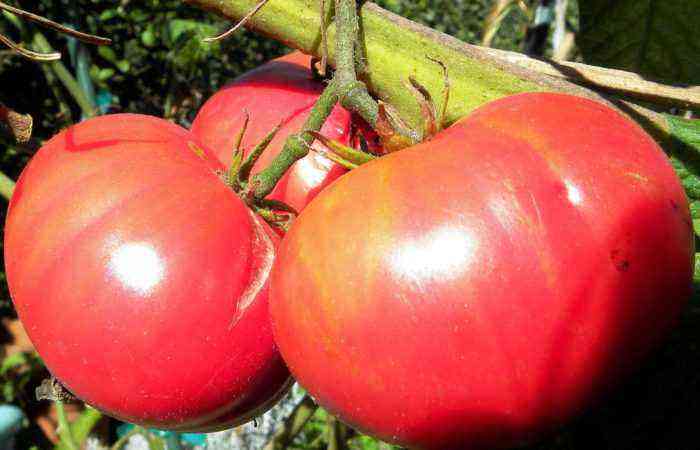 Abakan pink tomato is chosen for long-term fruiting and excellent taste.