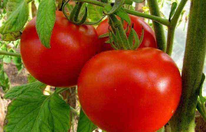 Three growing tomatoes
