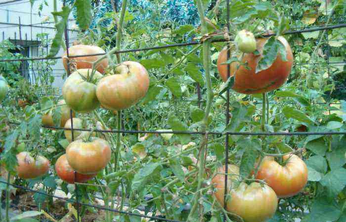 Semi-ripe tomatoes on the branches