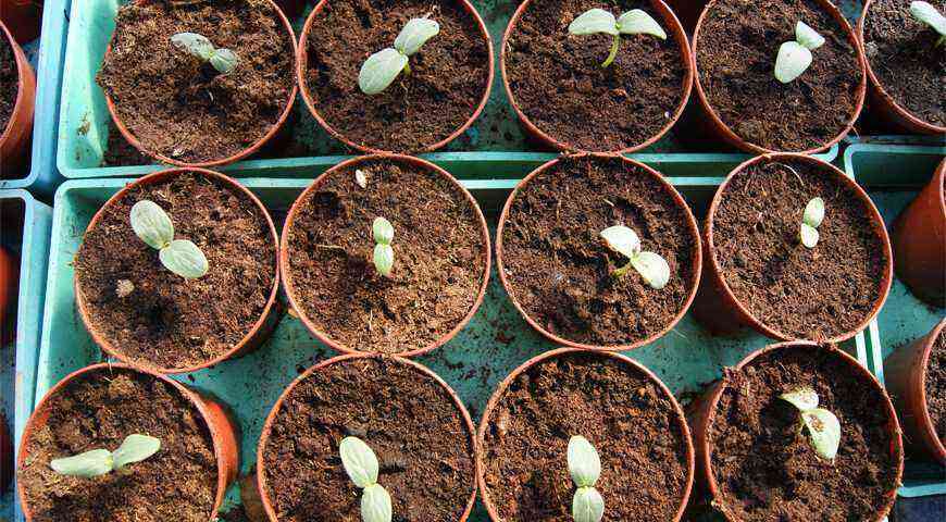 Alle hemmelighederne ved at dyrke frøplanter af agurker: til et drivhus og en vindueskarm
