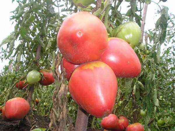 Alsou tomatoes are one of the best in Russian selection