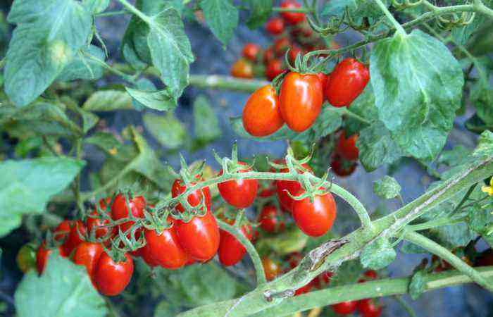 And that's all about her: dry spotting, alternariosis, macrosporiosis - causes and methods of treating a dangerous tomato disease
