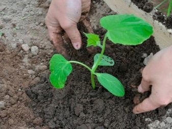 V akej vzdialenosti zasadiť uhorky v skleníku a skleníku?