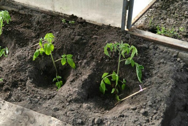 At what distance should tomato bushes be planted in a greenhouse