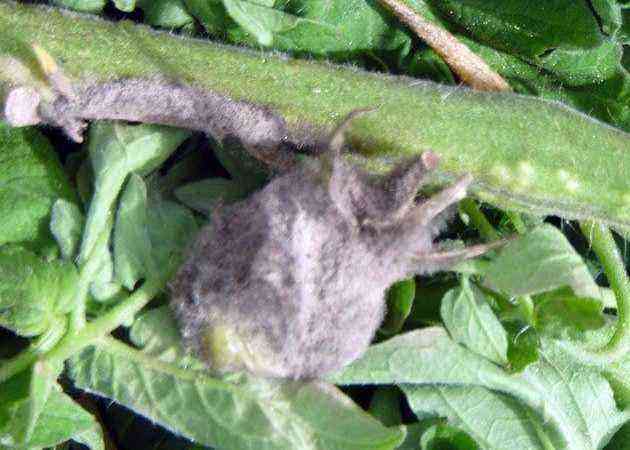 Attention: ash "dust" - why gray rot attacks tomatoes and how to deal with it