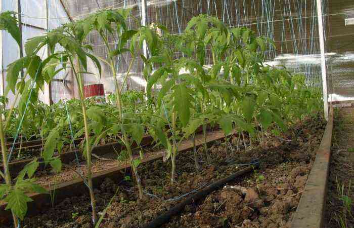 Several tomato bushes in a greenhouse