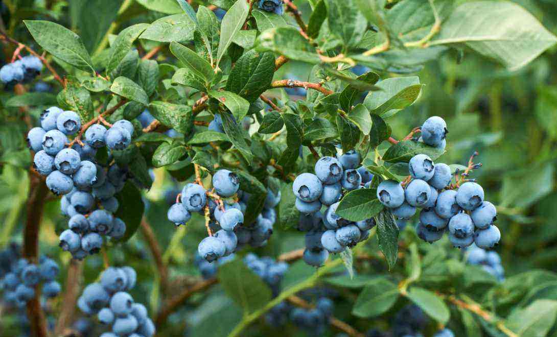 Blueberry: know this fruit, its benefits and how to plant
