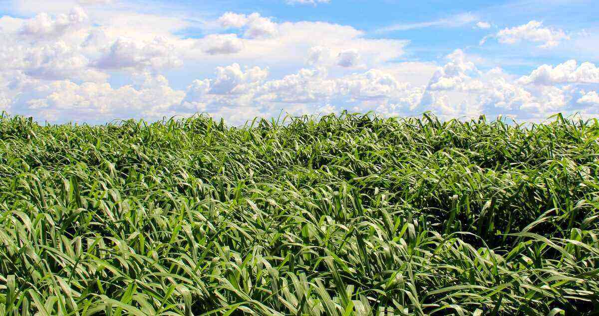 Brachiaria: discover the benefits of its cultivation